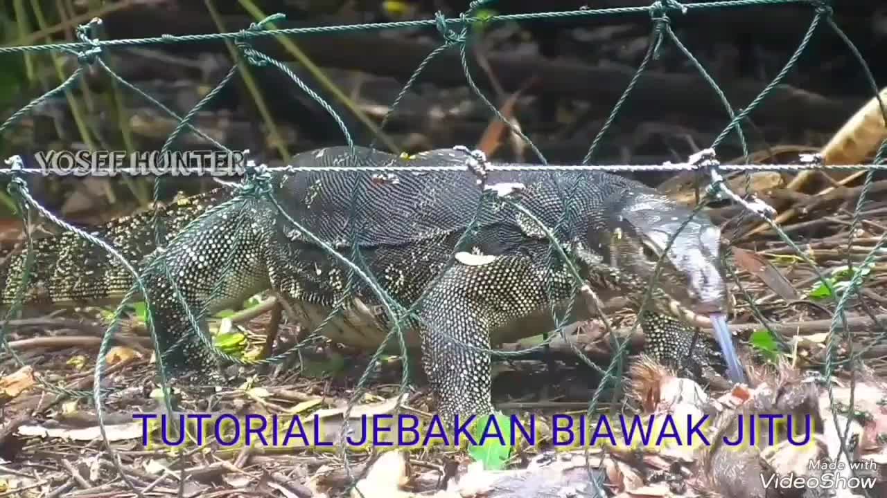 PERANGKAP// JEBAKAN// JERAT BIAWAK GARANGAN MACAN AKAR JUGA BISA