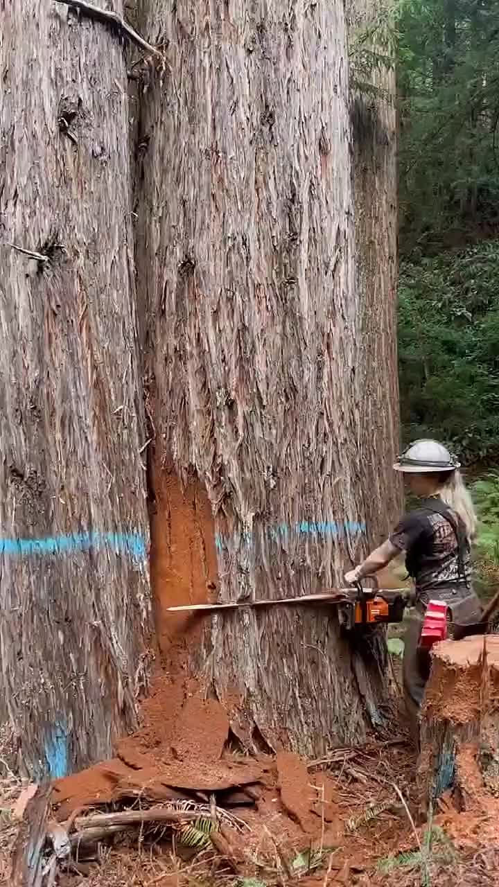 Mesin Potong Kayu 58CC 20" Chainsaw 2-Tak, Gergaji Mesin Bensin, Mesin Gergaji Kayu Profesional, Gergaji Potong Pohon Kayu, Alat Potong Kayu Bertenaga, Chainsaw untuk Tebang Pohon, Potong Kayu Bakar, Perkakas Kebun dan Pertanian