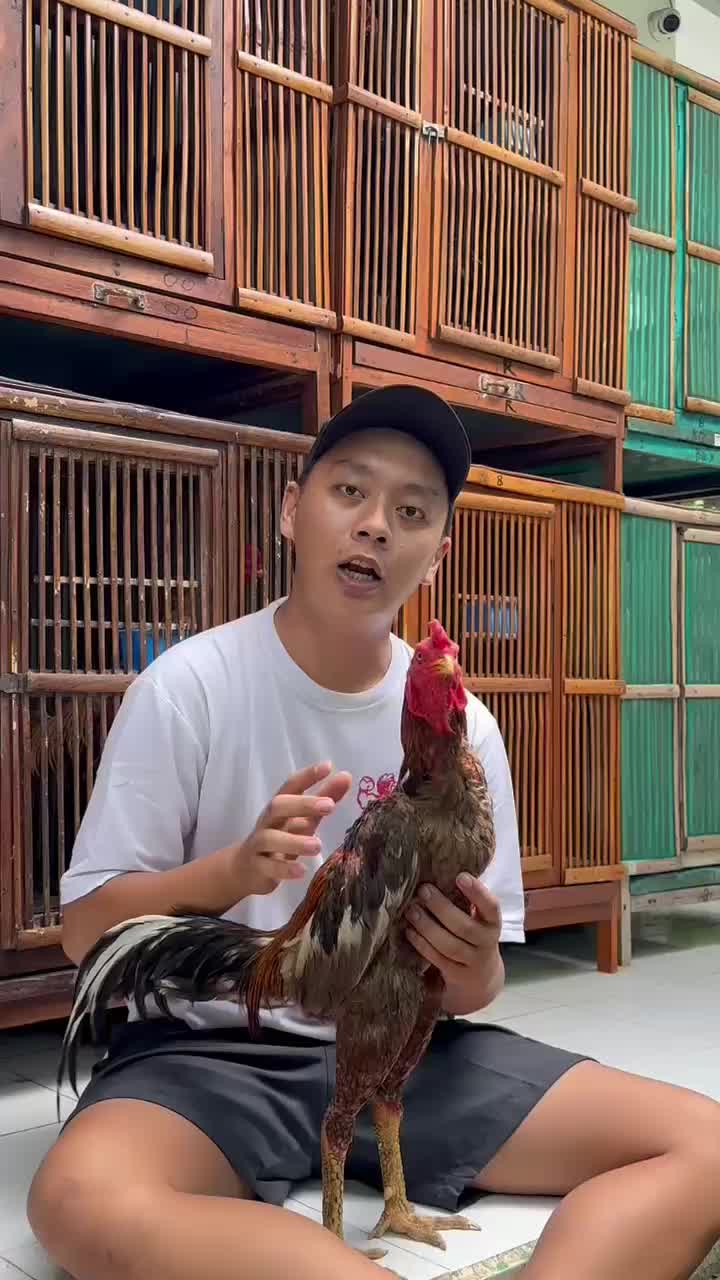 (DAPAT 2) luka dalam Tieh Ta Wan/tetawan prolypain original