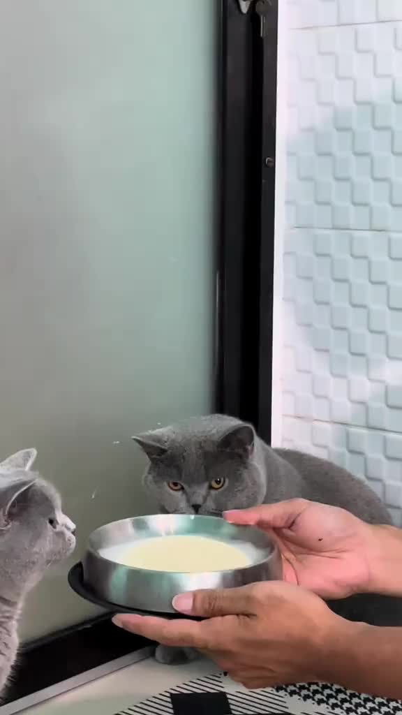 [LIVE WAR!] NATURAL PREMIUM MILK FOR CATS & DOGS | PROTEMA | 125 GR | Susu Kucing dan Anjing | Multivitamin Lengkap dan Nutrisi Seimbang