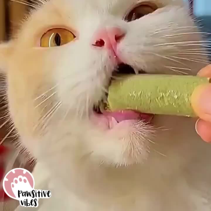 Cat Grass Stick - Snack Kucing Campuran Catnip, Ayam, Minyak Ikan