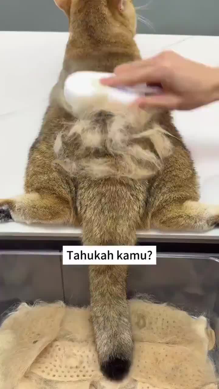 READY STOCK 3 In 1 Sisir Uap Kucing Sisir Kucing Sisir Kucing Bulu Rontok Brush Kucing Pet Grooming Brush Spray