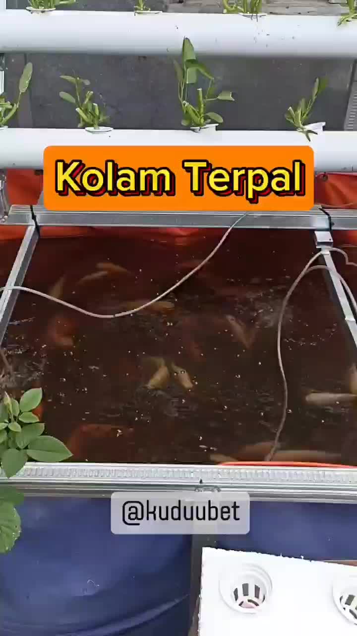 TERPAL KOLAM IKAN 200×100×50 - 100×200×50 KOLAM UNTUK BUDIDAYA TERNAK IKAN PRAKTIS TINGGAL PASANG
