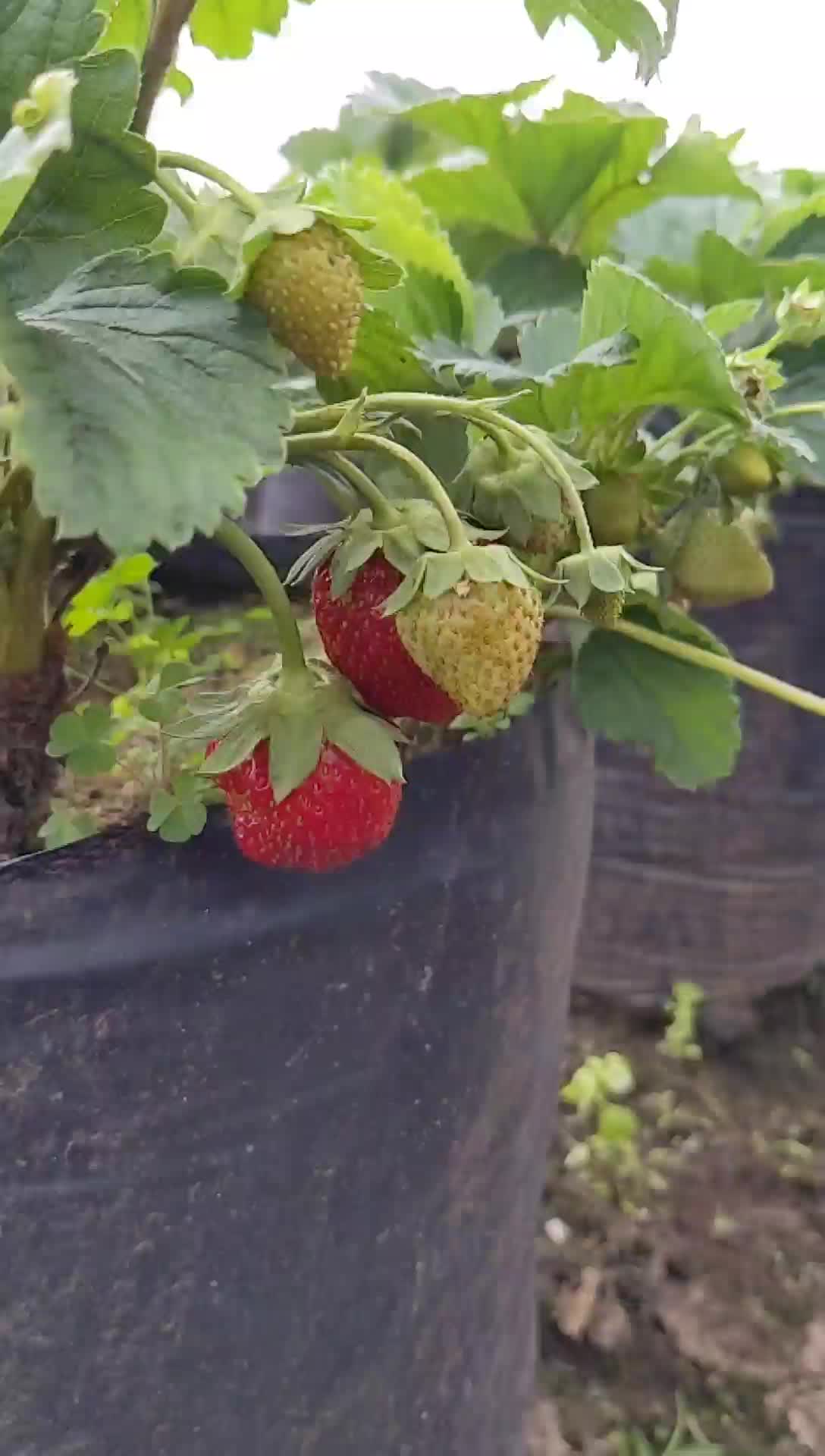 buah strawberry segar baru petik kebun stroberi kota batu strawbery fresh