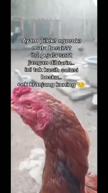 CHIDEX - OBAT AYAM NGOROK CRD SNOT PILEK FLU RADANG TENGGOROKAN SEMUA JENIS AYAM 15ML