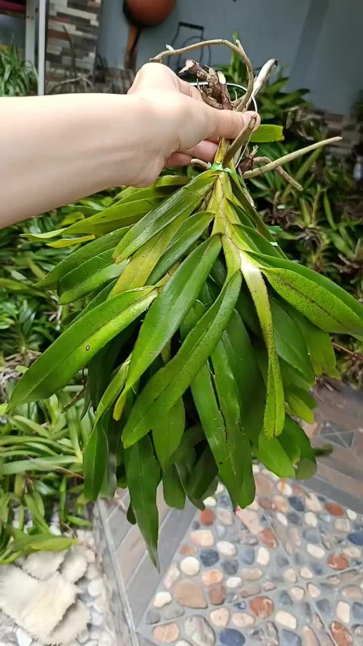 PALING WANGI anggrek  airides odorata