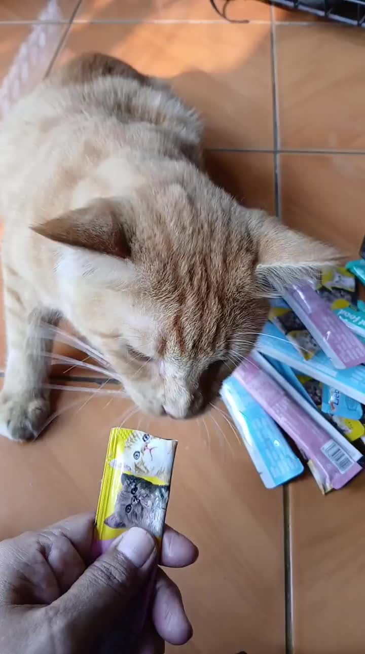 Snack Kucing Paket 65 pcs - Snack Creamy Makanan Kucing Wetfood Kucing Liebao - Minara Cats Supply
