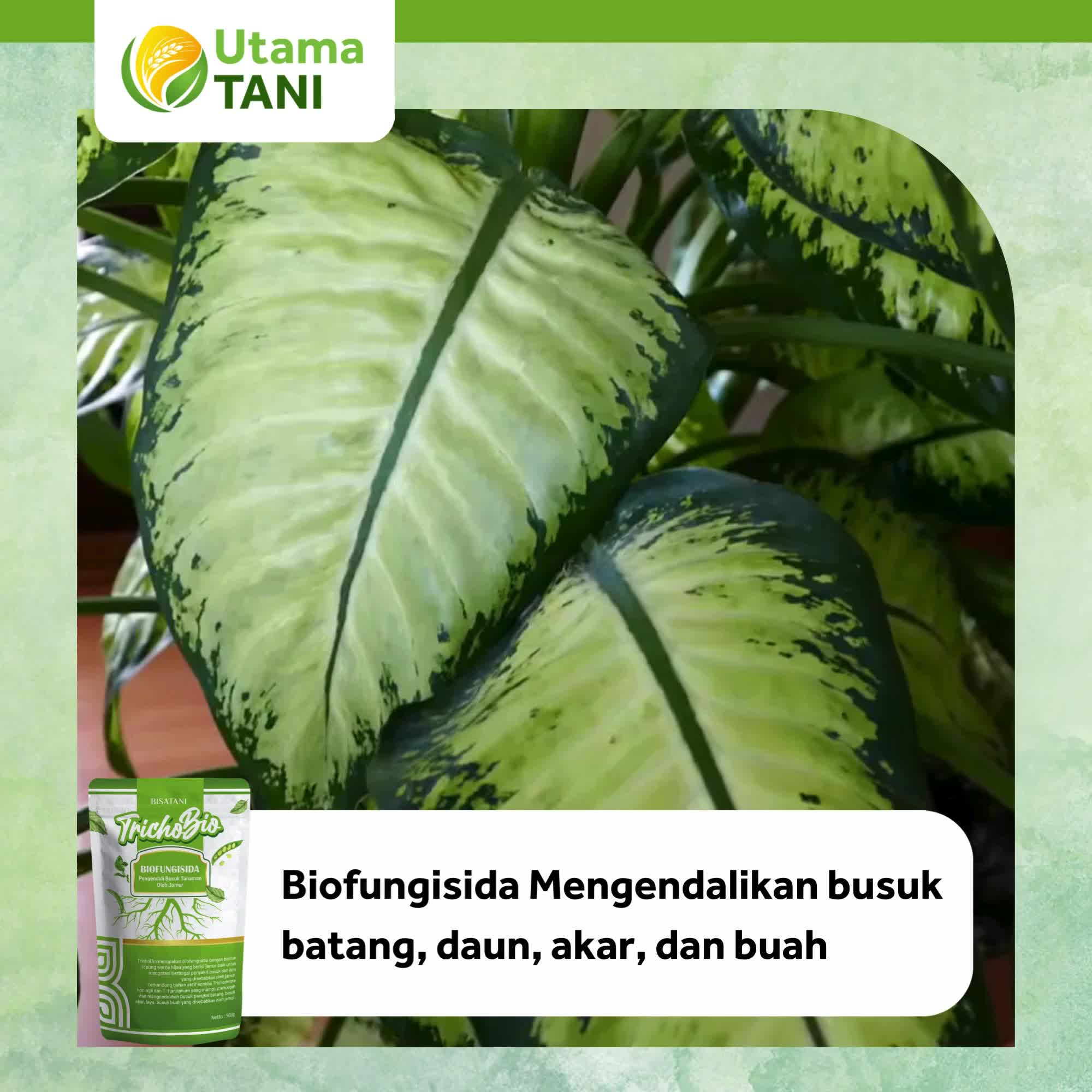 Trichobio Anti Busuk Organik Tanaman Daun Akar Batang Pencegahan Layu