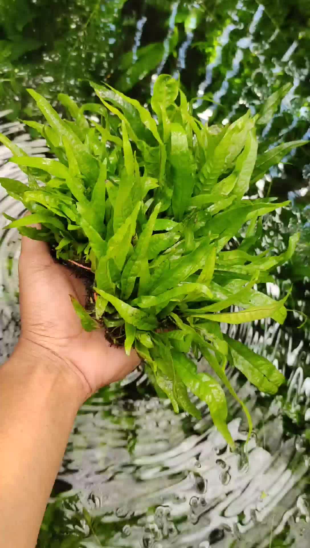 java fern/kadaka mini aquarium aquascape, paludarium, terarium