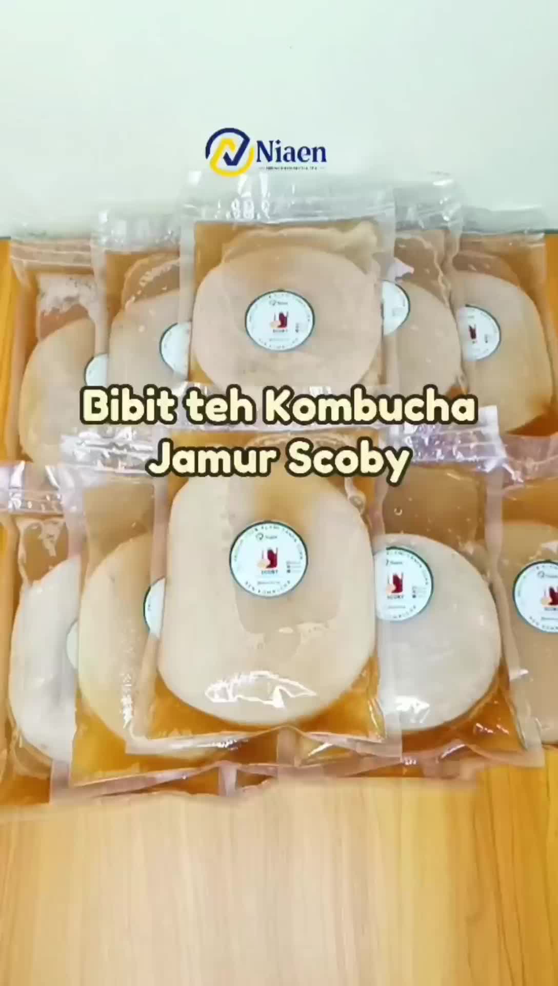 Jamur Kombucha tea / Jamur Scoby / Jamur teh kombucha