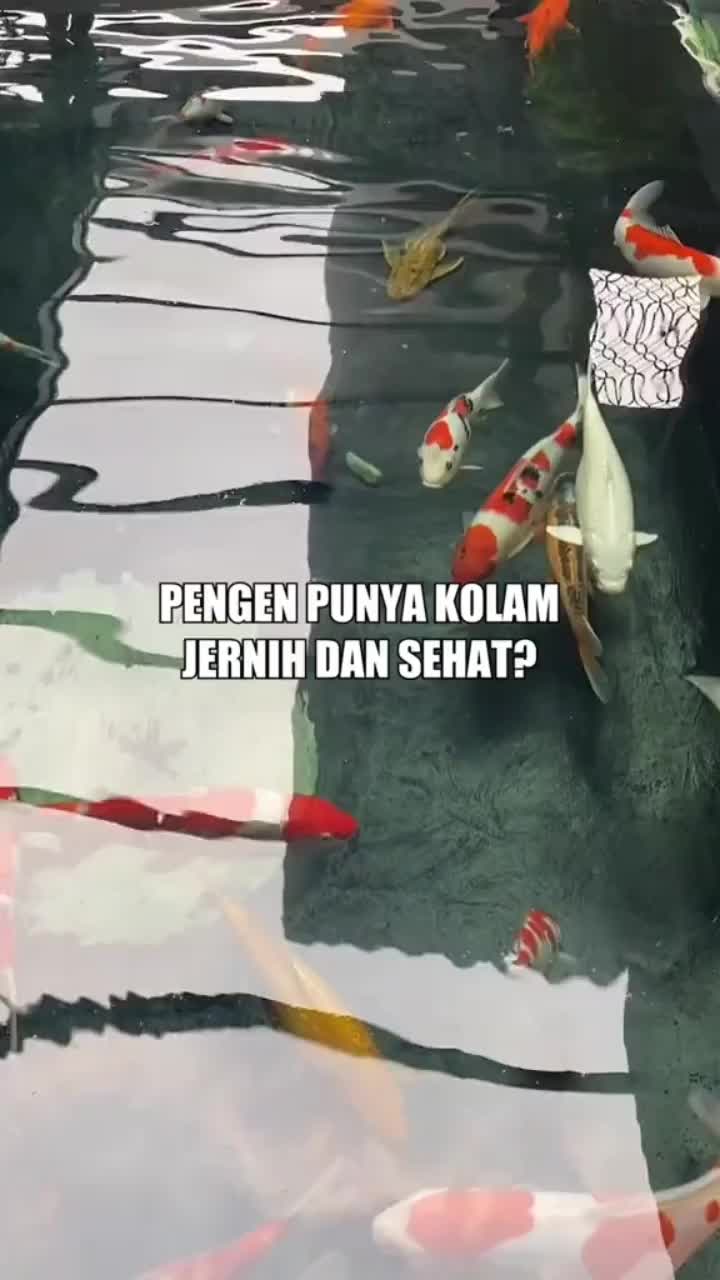 B Mikro Plus Starter Penjernih Air Kolam Ikan Koi Dan Berbagai Ikan Lainya Varian Ukuran 100ml/250ml/500ml/1000ml Original ( Hologram ) - 250ml