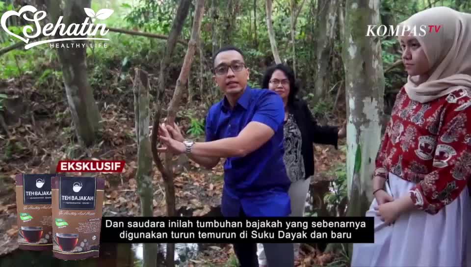 Teh Celup Bajakah Asli Kalimantan Akar Kayu Bajakah Sehatin