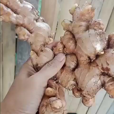 JAHE GAJAH JAHE PUTIH BESAR SEGAR FRESH