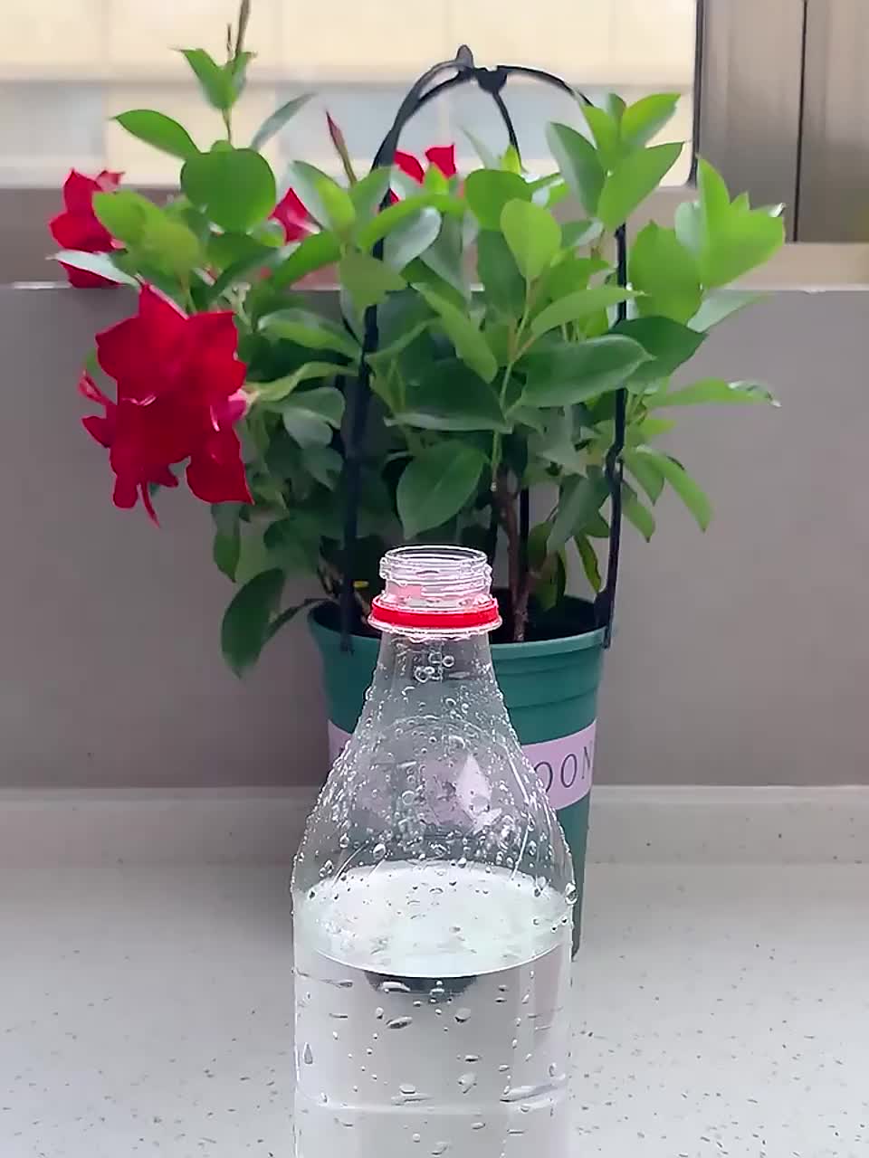 Bottle Drip, Irigasi Tetes dengan Botol - Alat Siram Tanaman Otomatis