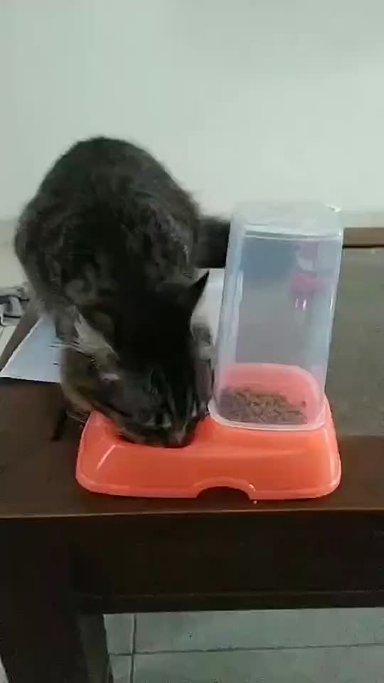 Pet Feeder Tempat Makan Minum Kucing Dispenser Auto Pet Feeder Otomatis FAEZA_STORE