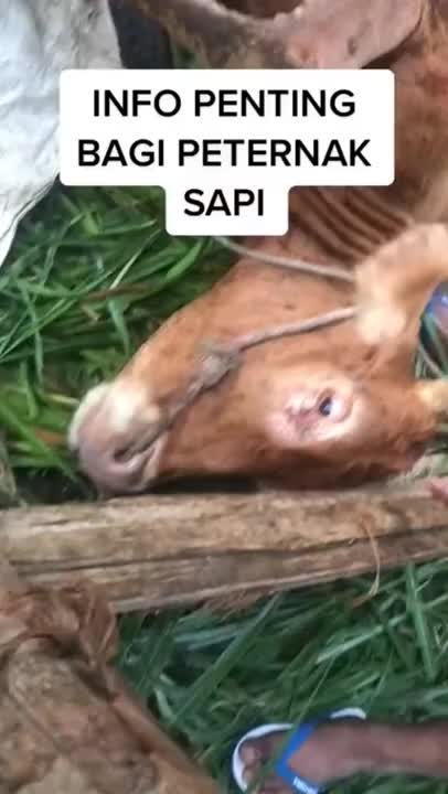 Biodin Spray Untuk Sapi 250ml Natural Obat PMK Sapi Ampuh Obat PMK Kambing