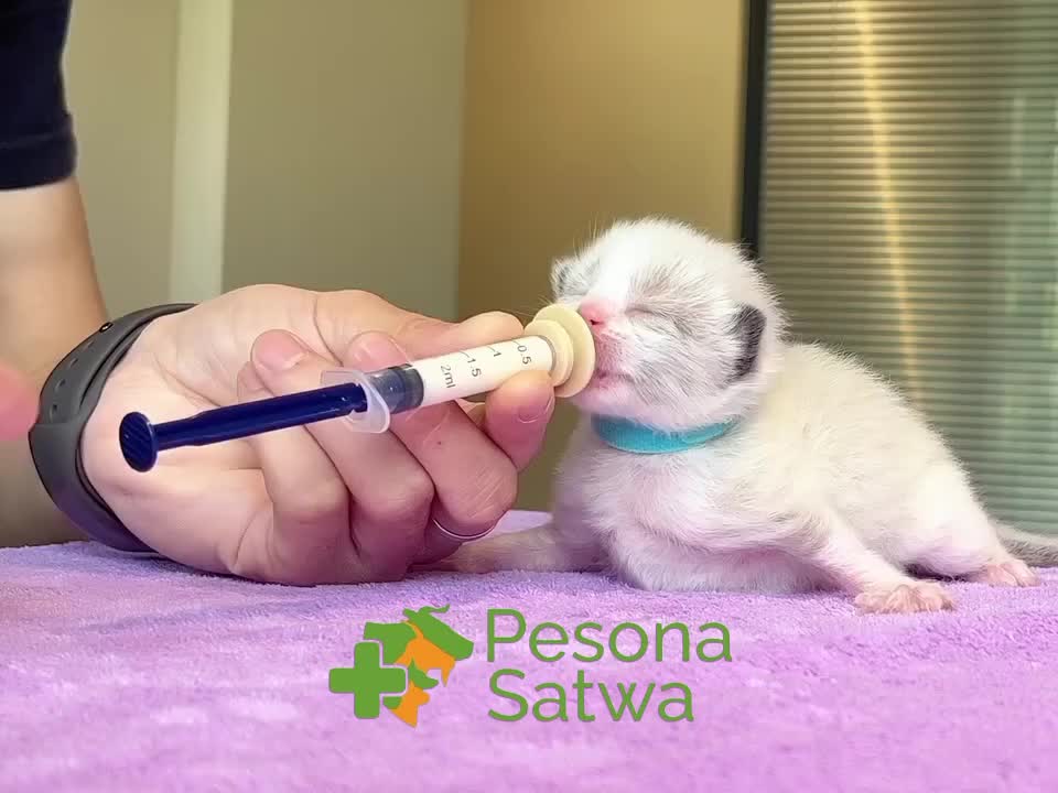 Miracle Nipple Small -Dot Untuk Kucing, Anjing, Hamster, Burung etc