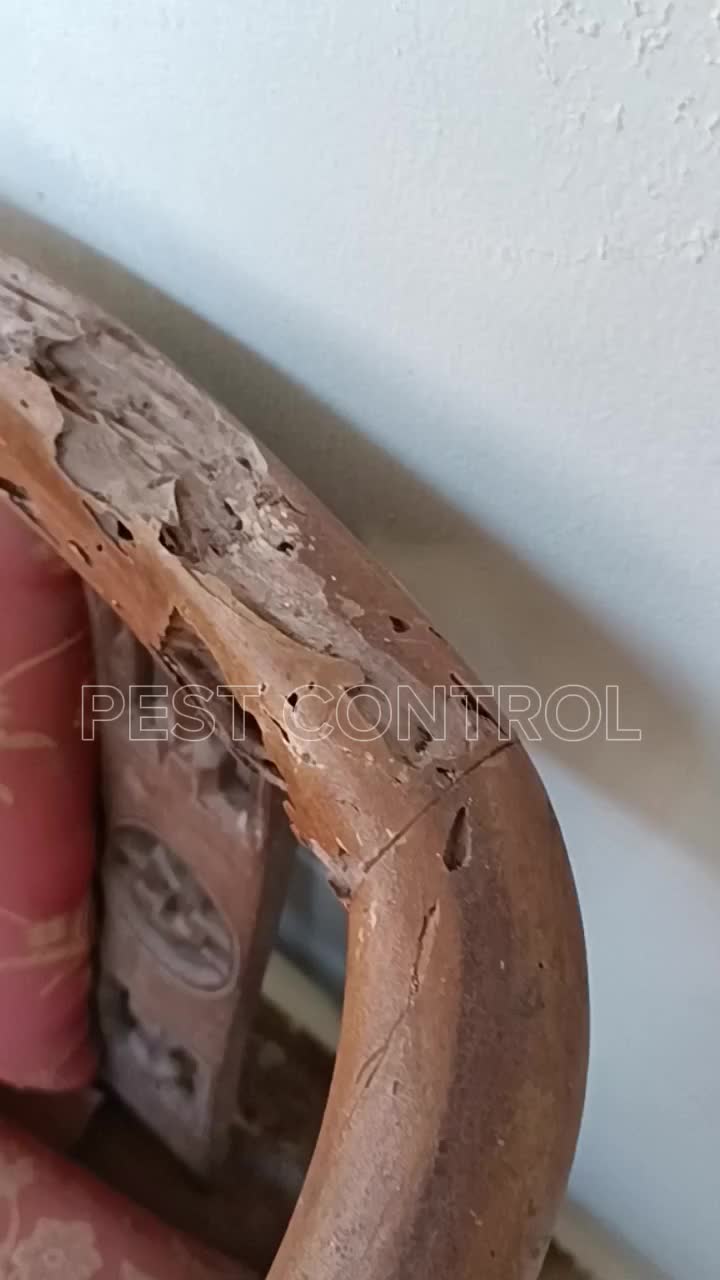 Pembasmi Nonor Kayu Pembasmi Teter Kayu CLEN Obat Anti Nonor Obat Teter Kayu Semprot Spray 285ml Ampuh Garansi Uang Kembali