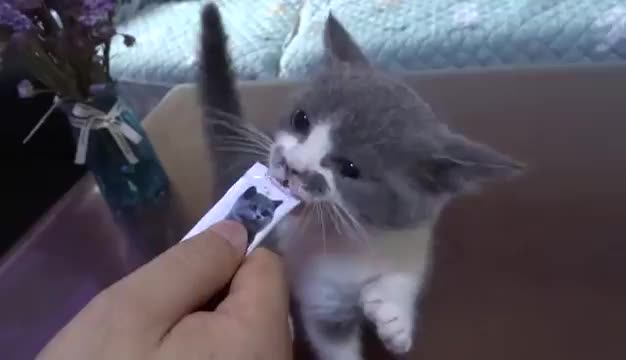 Makanan kucing Makan kucing Cemilan kucing penggemuk Snack kucing Makanan Basah Kucing Makanan ringan hewan 0058