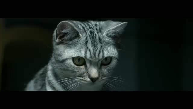 Makanan Basah Kucing WHISKAS Pouch 80 gr - Makanan Basah Premium Untuk Kitten Dan Adult