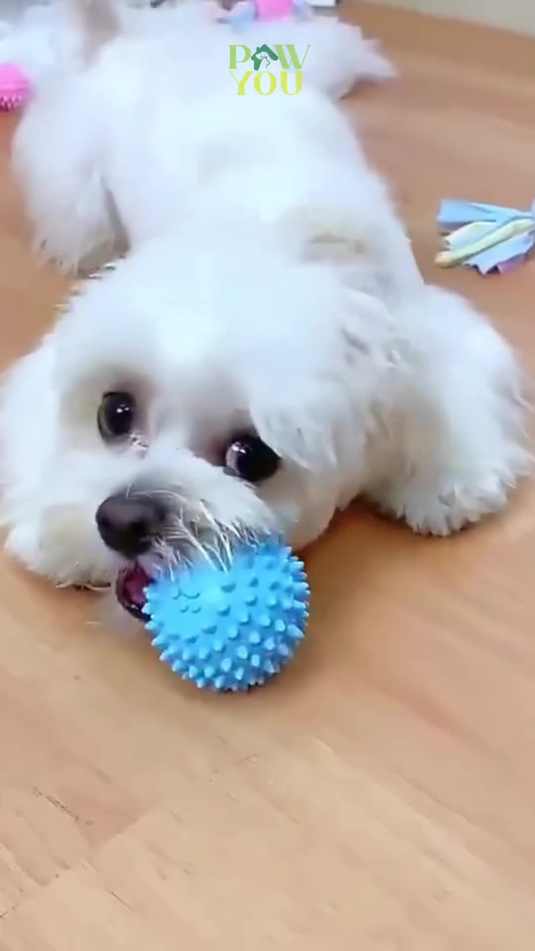 Mainan Gigit Kucing Anjing Hewan Peliharaan Karet Pembersih Gigi Rubber Chew Pet Dog Cat Toys
