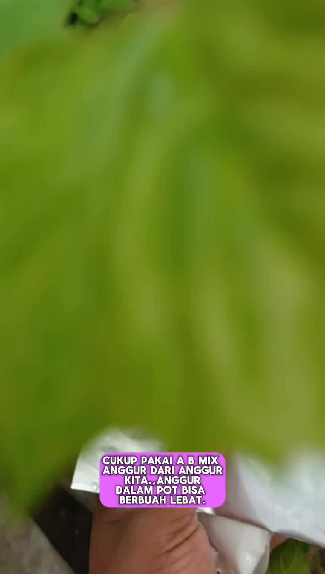 AB MIX ANGGUR KITA || PUPUK SERBAGUNA FASE VEGETATIF DAN GENERATIF || KEMASAN EKONOMIS UNTUK 100 LITER AIR