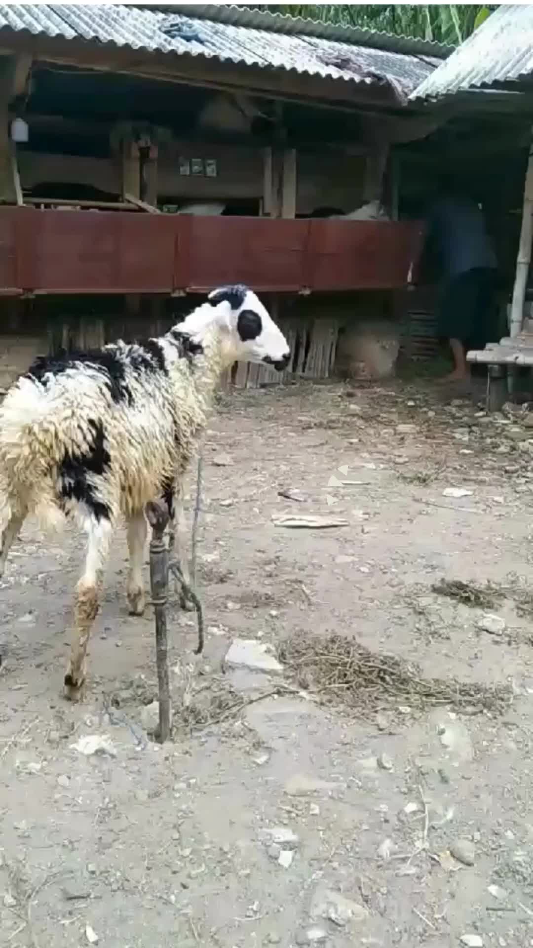 Vitamin Domba Biar Nafsu Makan BIGMOS Molase Tetes Tebu Murni Vitamin Kambing Biar Gemuk Obat Cacing Khusus Kambing Sapi