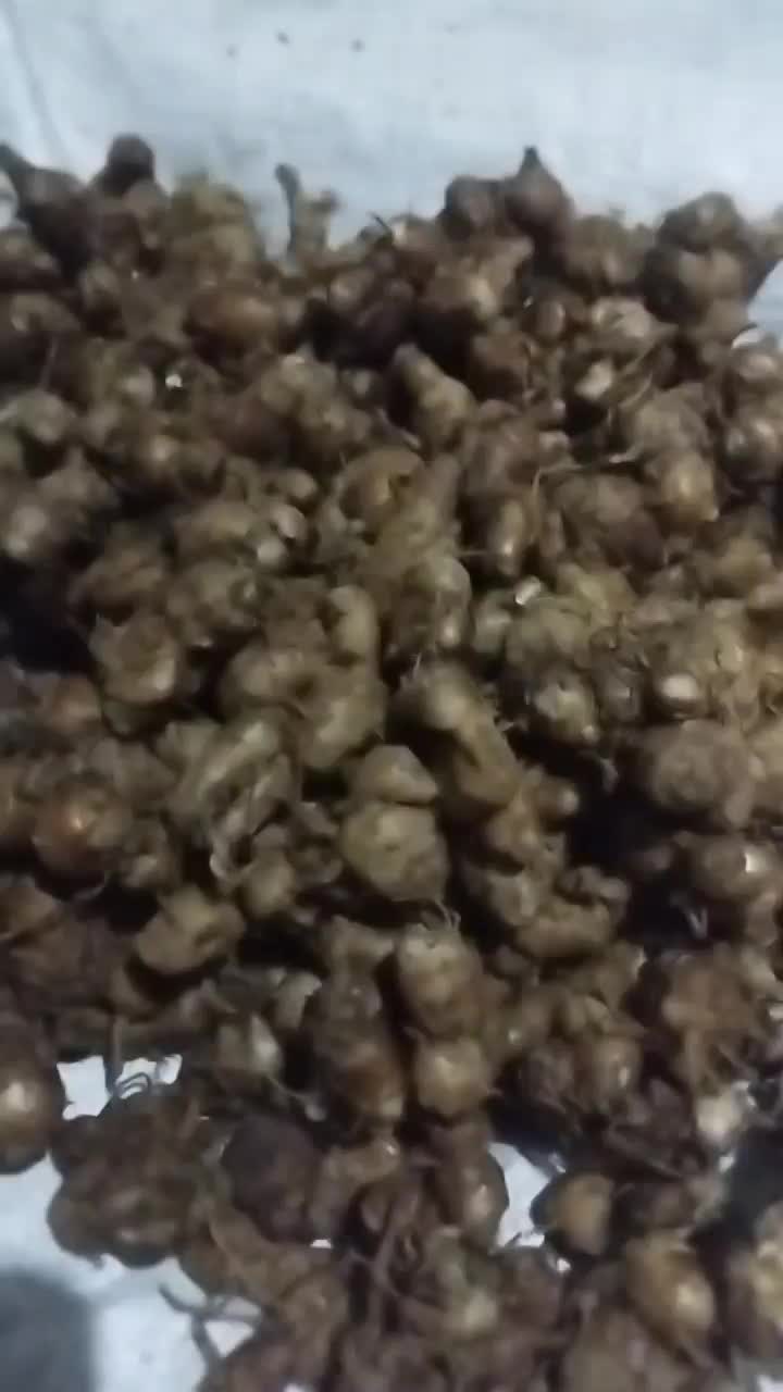 1KG bumbu seblak CIKUR TUA BUMBU DAPUR pilihan terbaik Rempah Penyedap