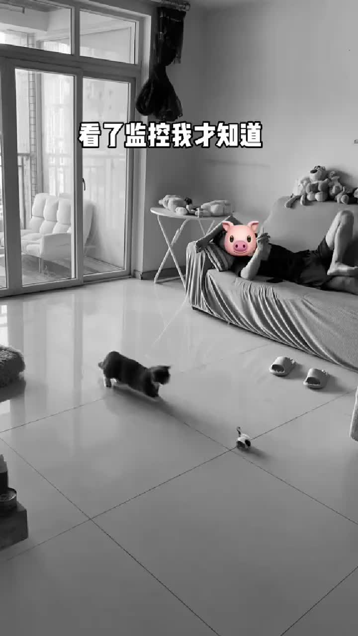 [COD]Mainan Mobil Anjing Kucing Kekinian - Remote Control Pet Import Dog Cat Littlepawty，Littlepawty - Car Sport Toy Remote | Mainan mobil Anjing Kucing Kekinian Mobil Remote Control Pet Import Dog Cat