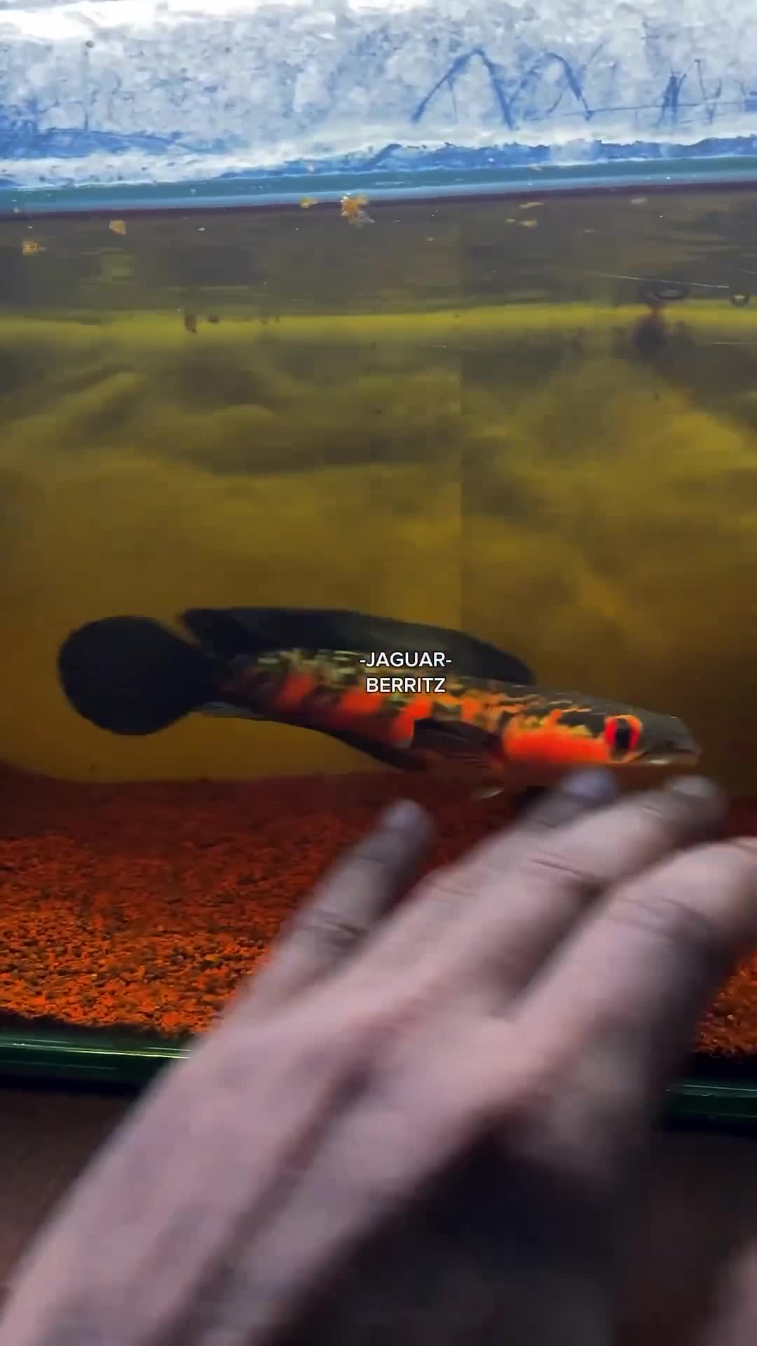 BERRITZ Paket Hemat Level 1 - Red Seekers Premium dan Ektrak Ketapang Pakan ikan channa,arwana,koi