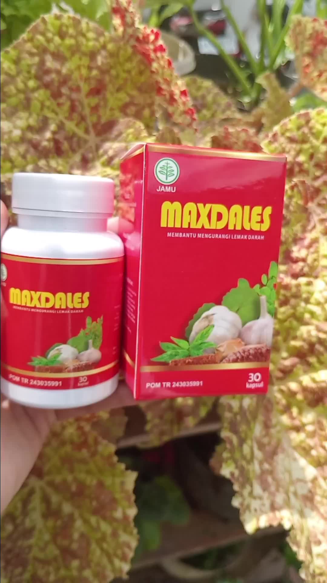 MAXDALES Asli 100% Original - Kemasan isi 30 Kapsul