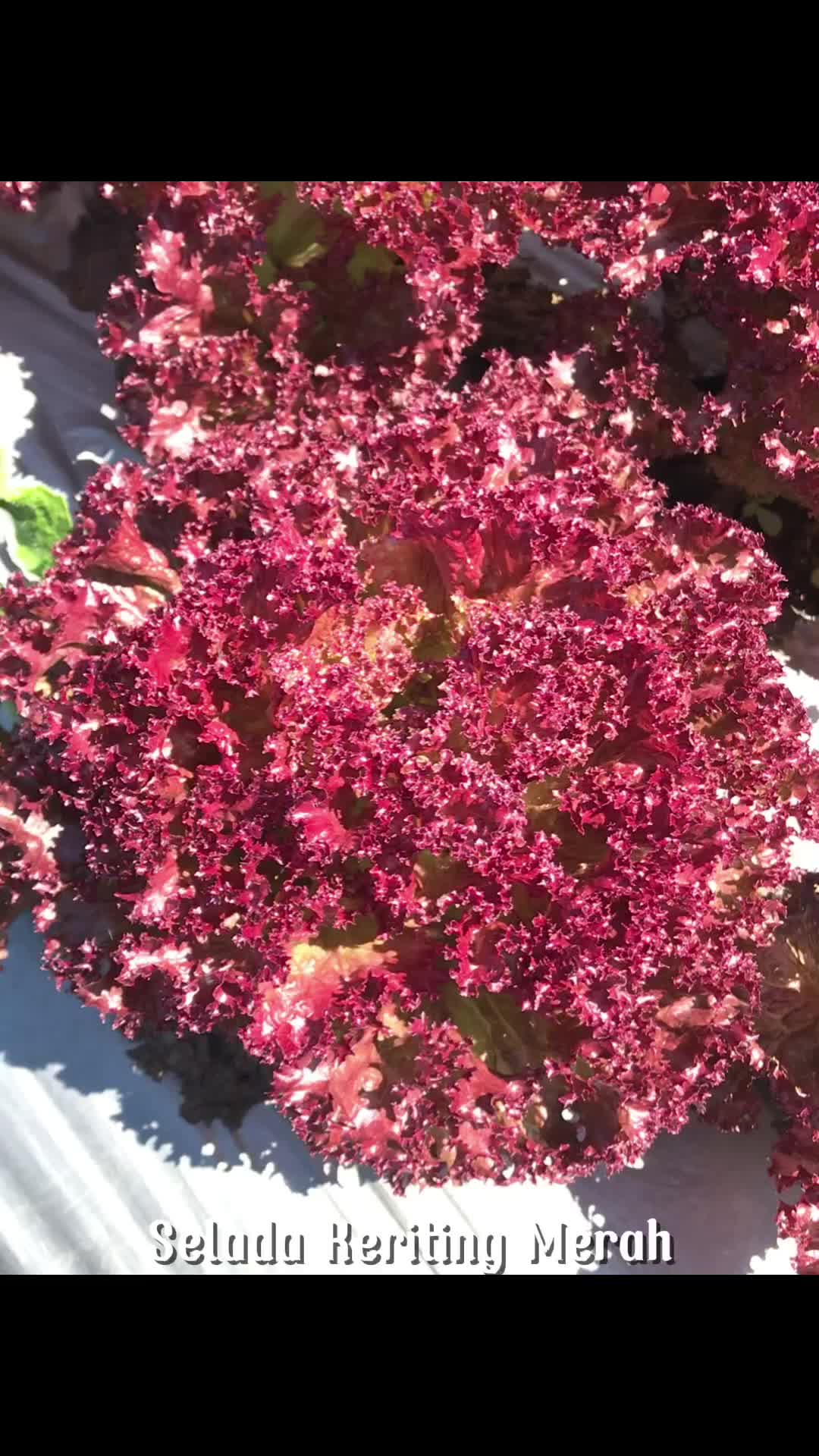 Sayur Selada Keriting Merah Lolorosa Organik Inagreen 250 Gram Bandung