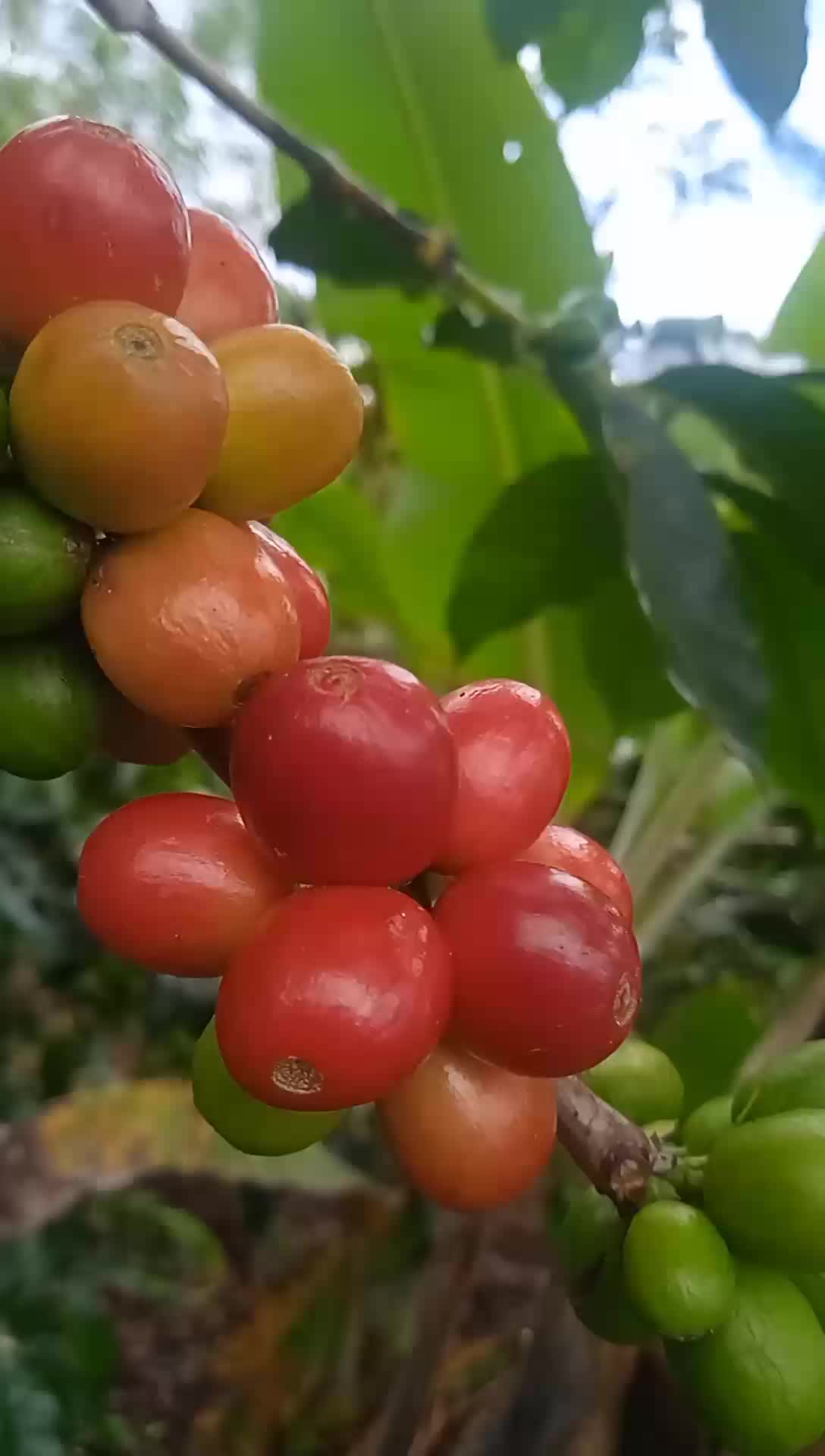 BIJI KOPI MENTAH, GREEN BEAN KOPI ARABIKA GAYO ACEH 1 Kg 100% petik merah asli dari dataran tinggi gayo.
