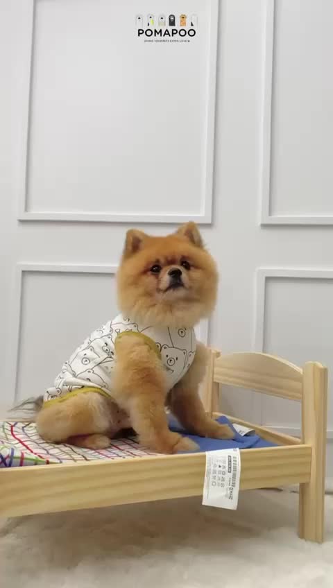 POMAPOO - Baju Kucing dan Baju Anjing Teddy Tank