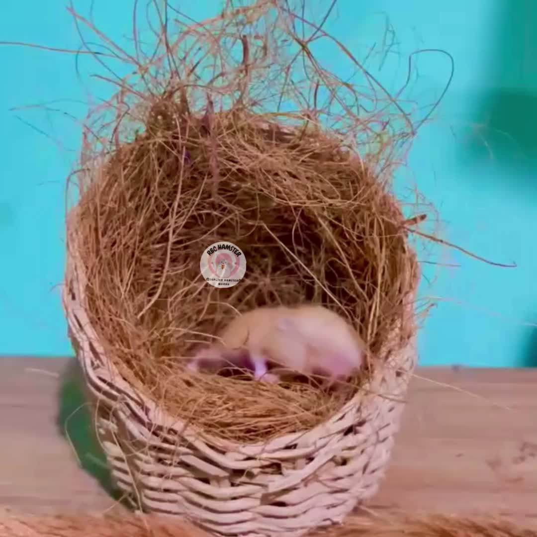 SARANG ROTAN TEMPAT HAMSTER BURUNG,SG,LANDAK ROTAN KAYU ALAMI