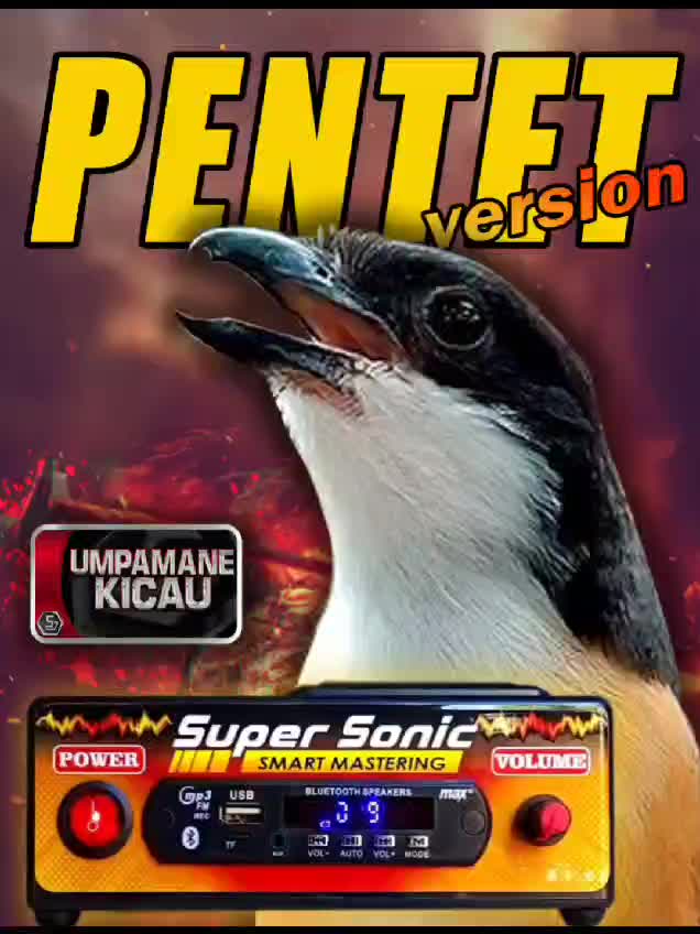 Super Sonic MP3 burung berkicau untuk mastering lagu