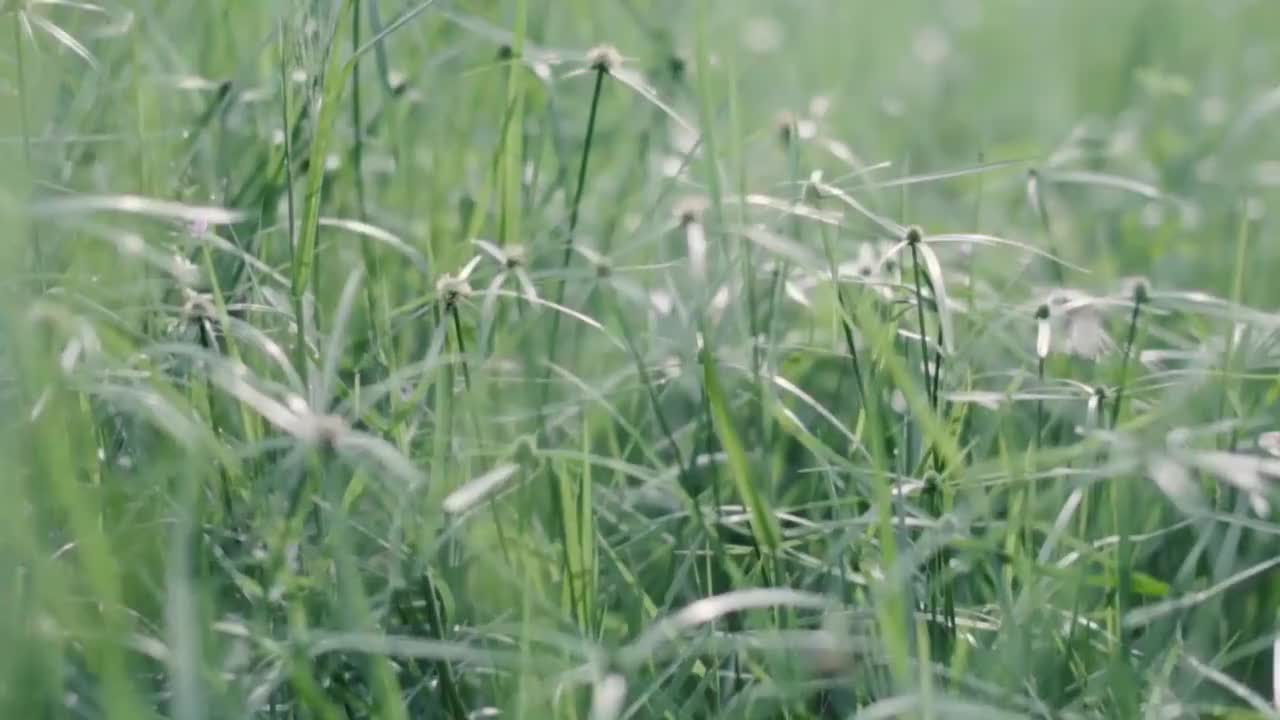 REAIM Mesin Pemotong Rumput 52CC 6500W Pemotong Ransel 2 Tak 4 Tak RPM 10000 Tangki Bensin 1.2L Dilengkapi Pisau Baja Kuat Sistem Anti Getar Cocok untuk Lahan Pertanian Kebun Taman Garansi 5 Tahun Kualitas Terbaik Harga Terjangkau