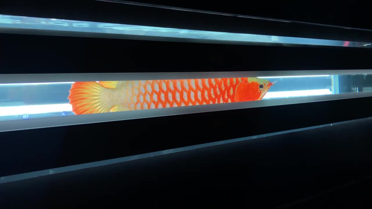 MAYIN Atomic Tanning Lamp 13000K T5 LED Lampu Aquarium Ikan Arwana