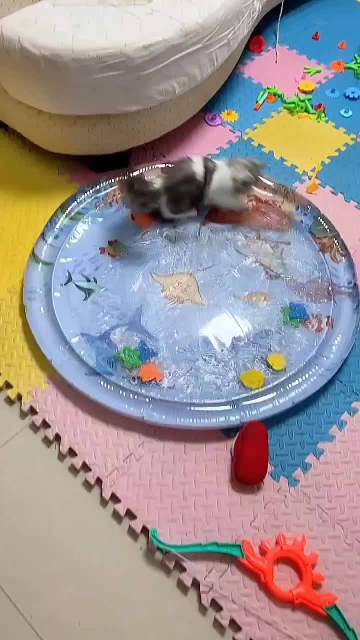 (COD)Mainan Kolam Kucing & Wig Kucing BONUS Sikat Pembersih Bulu Kucing !!