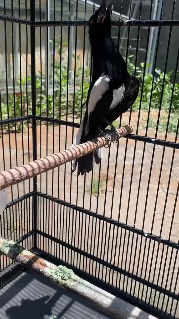 KACER PLAY 60ml Vitamin Penggacor Burung Kacer Ngobra Ngeplay Suplemen Burung Kicau Lomba Gantangan Gacor by PIOONERVET