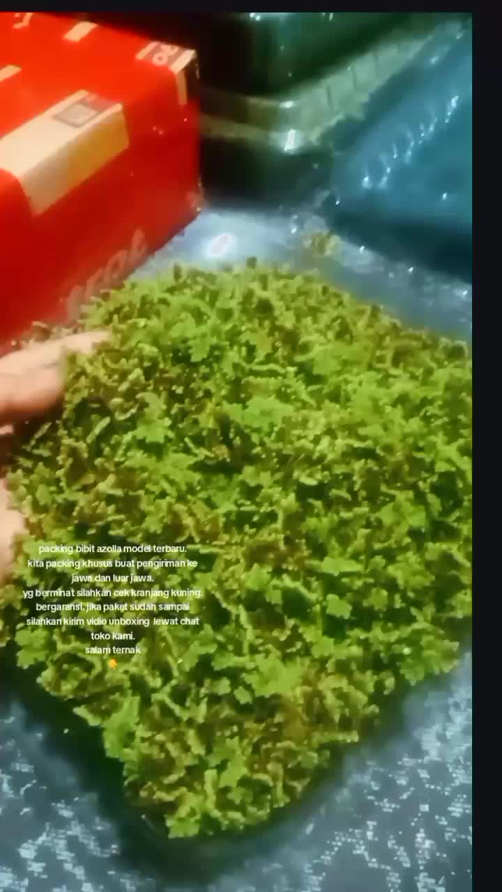 Bibit Azolla pakan ternak - bergaransi - pengiriman jawa x luar jawa