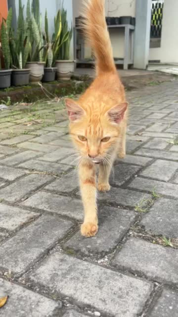 kalung Kucing Custom Nama Free Lonceng Akrilik Rose Gold