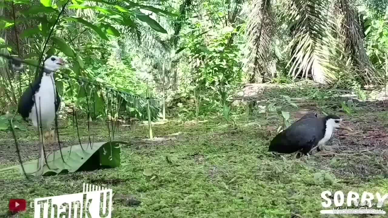 5 METER JERAT RUAK RUAK 42 MATA RACIK