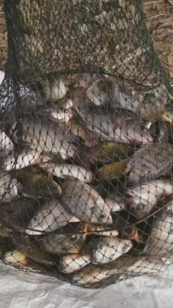 Essen bolu jagung bakar 30ml spesial ikan mas anti bocos total rame kilogebrus target indukan lomba harian kondisi air rawa tawar siang malam kemarau hujan Umpan Lele
