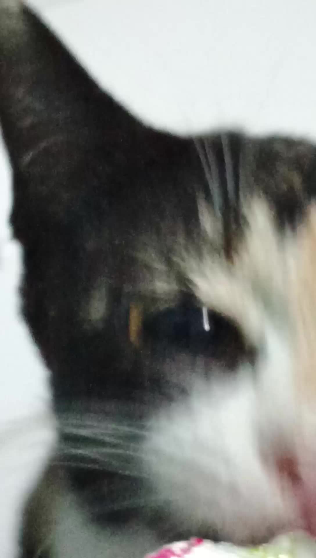 [FURZO] SNACK KUCING MURAH BERKUALITAS,  CEMILAN KUCING, MAKANAN KUCING BASAH, BERNUTRISI, SALMON, AYAM, UDANG | [PAWSITIVE] SNACK KUCING, MAKANAN BASAH, BERNUTRISI AYAM, KOD, TUNA Wet Food