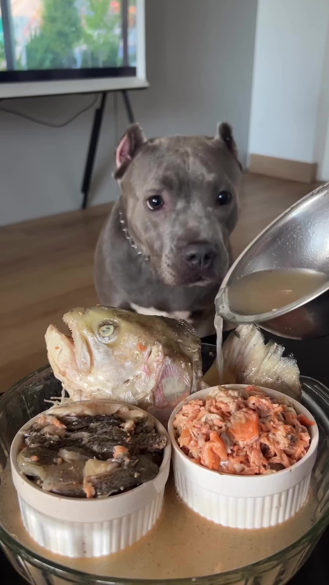 Salmon Soup for Dog | Homemade Dog Food | Makanan Anjing Sehat | Dog Snack Dog Treats