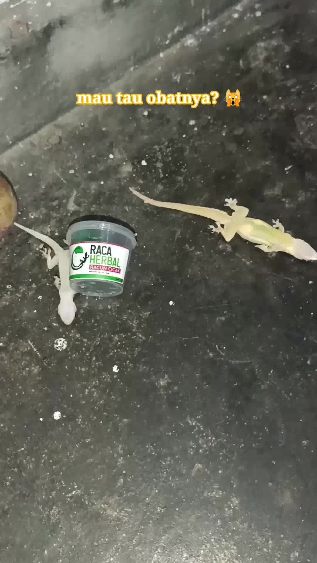 Dapat 4 Pcs Racun Cicak Raca Herbal Sekali Hap Cicak Tewas Bonus Isolasi Kertas