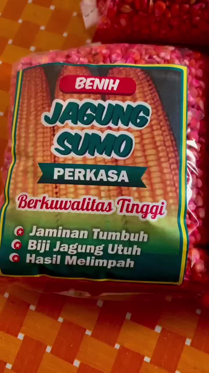 1 KG BENIH JAGUNG SUMO SIAP TANAM | BIBIT TANAMAN PALA