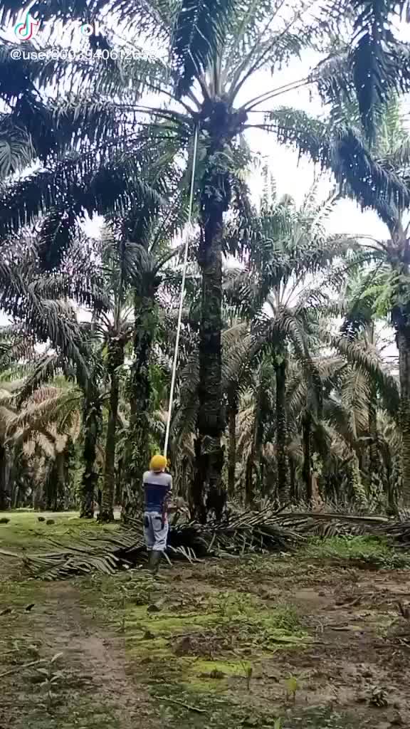Egrek Sawit spp 777 kolong TAJI kait