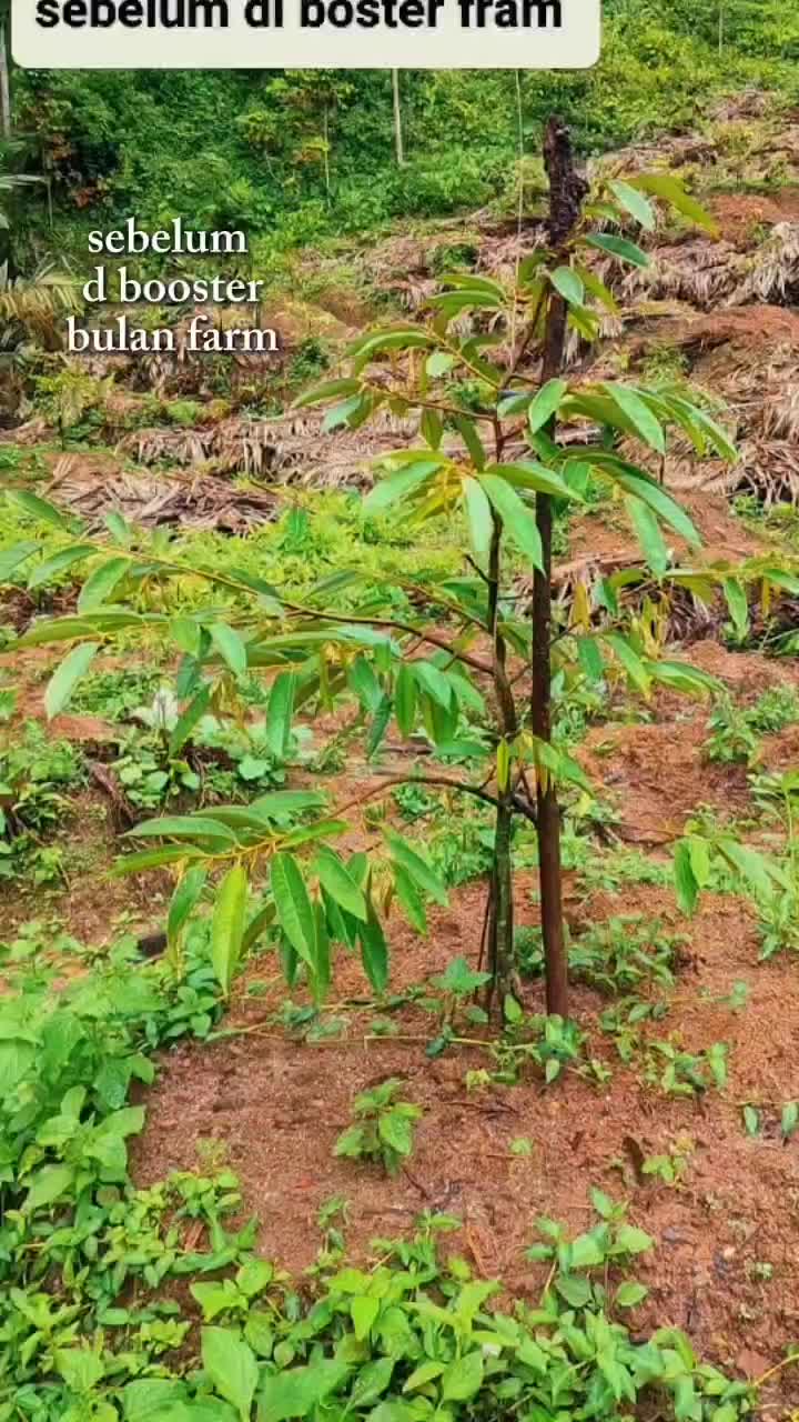GOLD BOOSTER 500ML BULAN FARM MEMPERCEPAT PERTUMBUHAN KOPI, DURIAN ,ALPUKAT 20X LIPAT DARI PERTUMBUHAN NORMALNYA KONSENTRASI 10000 Tanaman Benih